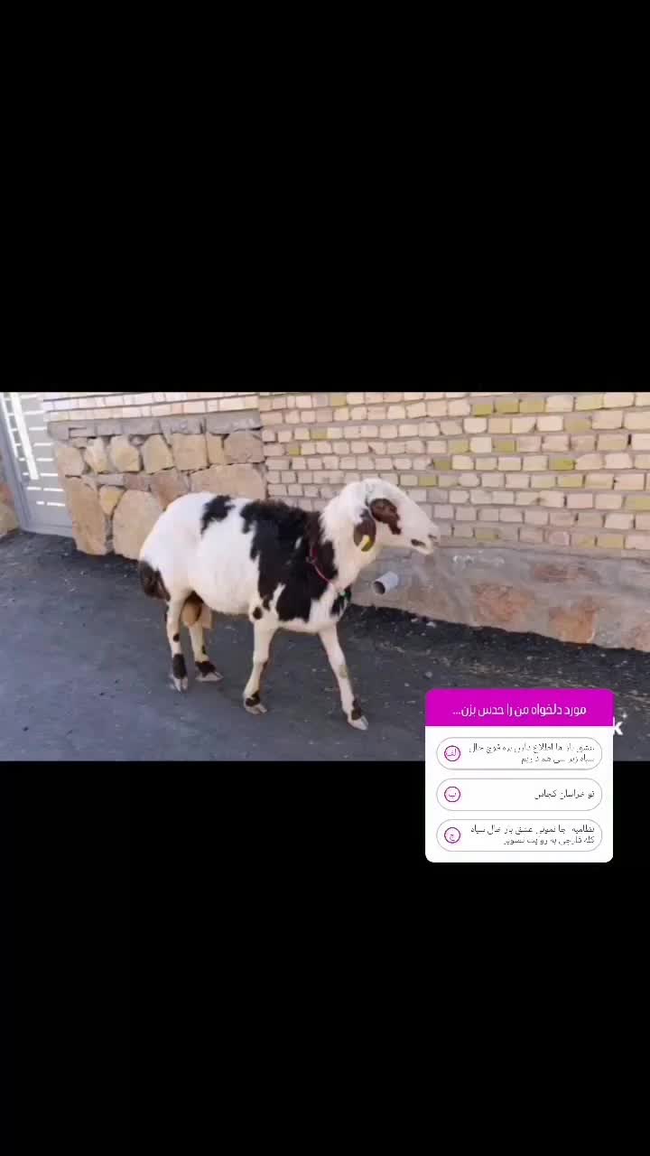 بره قوچ خال سیاه پوست گاوی|حیوانات مزرعه|تربت‌حیدریه, ۴۵ متری|دیوار