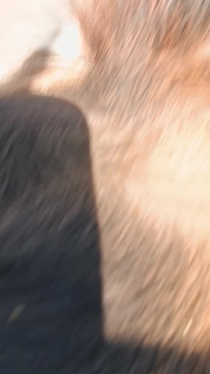 گاو جرسی|حیوانات مزرعه|هشترود, |دیوار