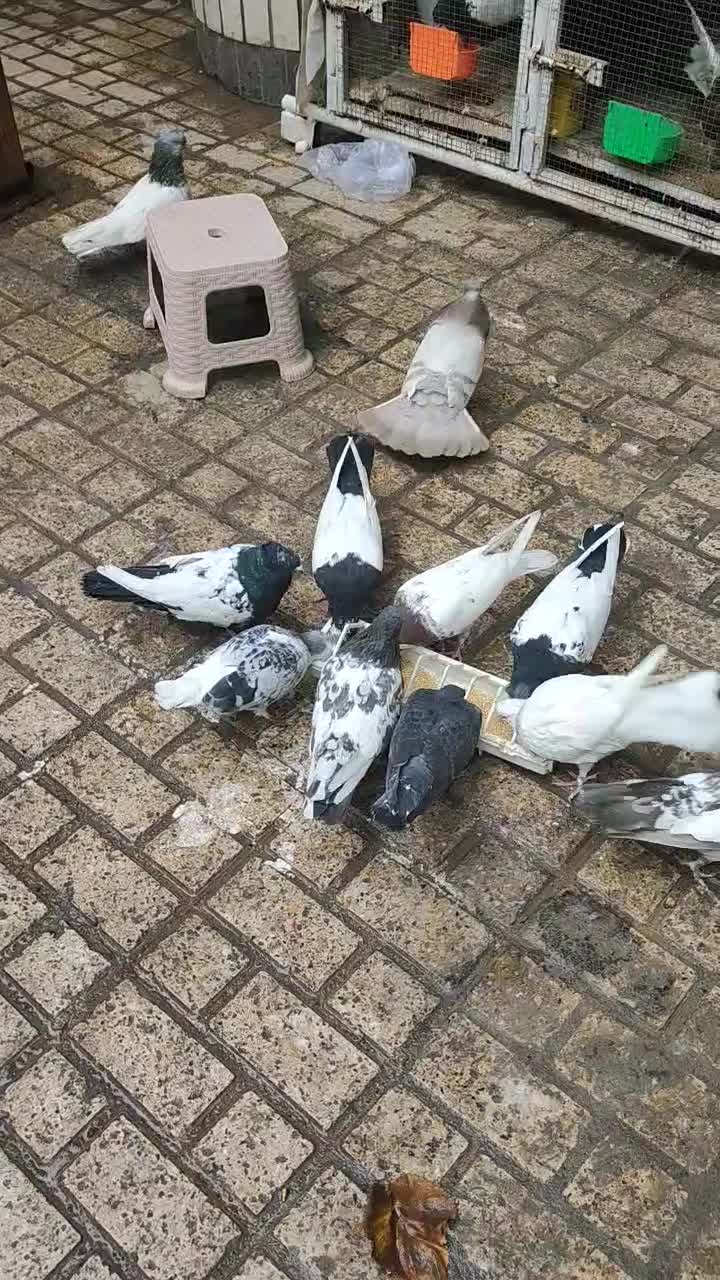 تعداد ۲۰ عدد کبوتر جفت گاه یکجا پای هم ۸میلیون|پرنده|مشهد, کلاهدوز|دیوار