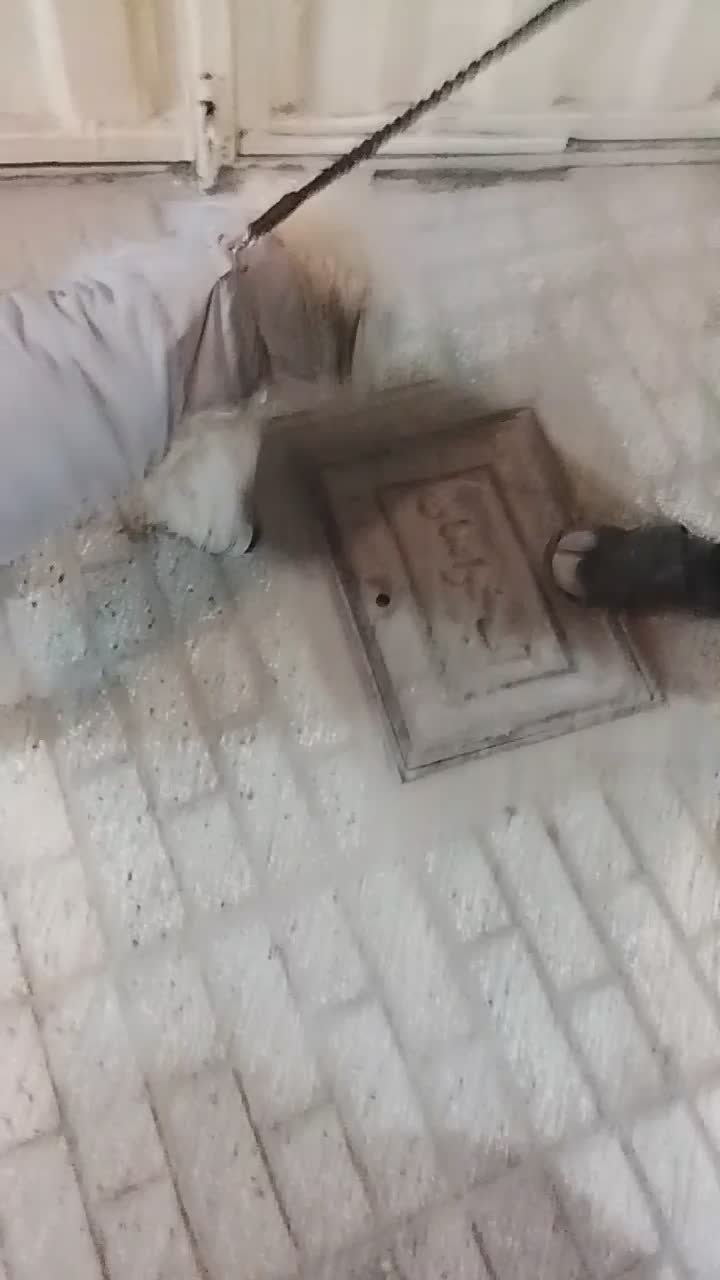 سگ پاپی پشمالو خونگی|سگ|تربتحیدریه, آغوی|دیوار