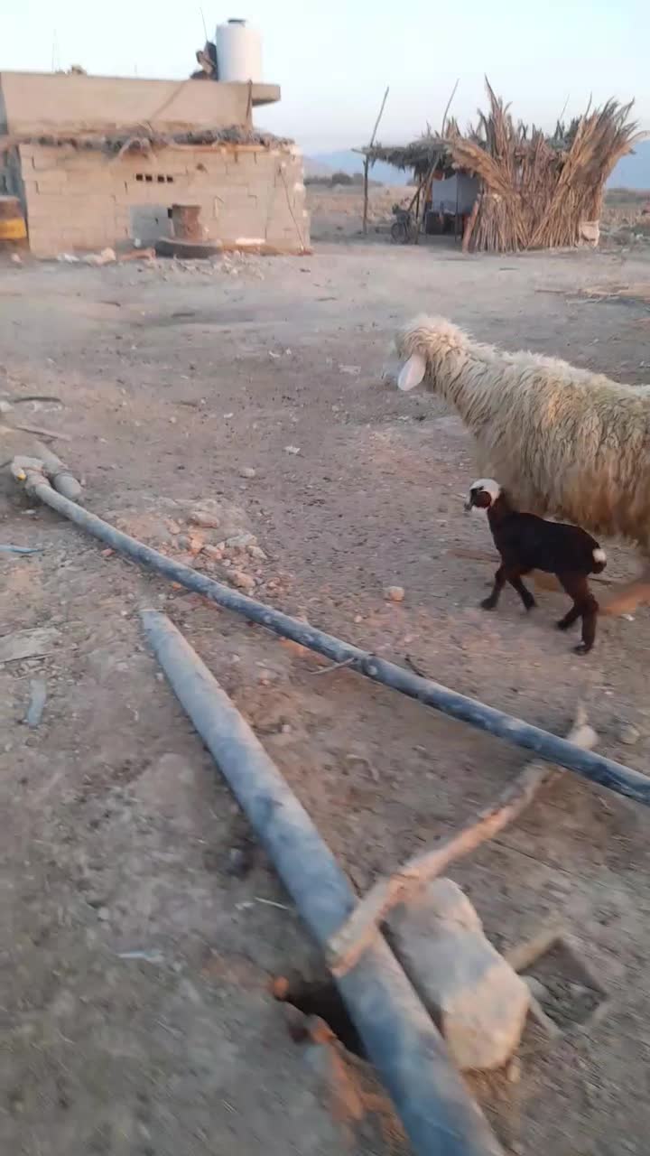 میش بره دار|حیوانات مزرعه|قیروکارزین, |دیوار