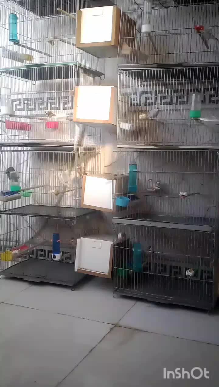 5جفت فنچ نرگسی شکلاتی وسیلور ..|پرنده|قم, شهرک فاطمیه|دیوار