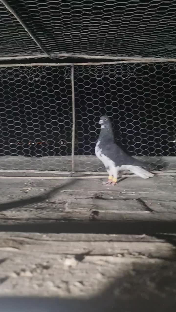 چند عدد کفتر بهبونی|پرنده|مرودشت, بیست متری بیمارستان|دیوار