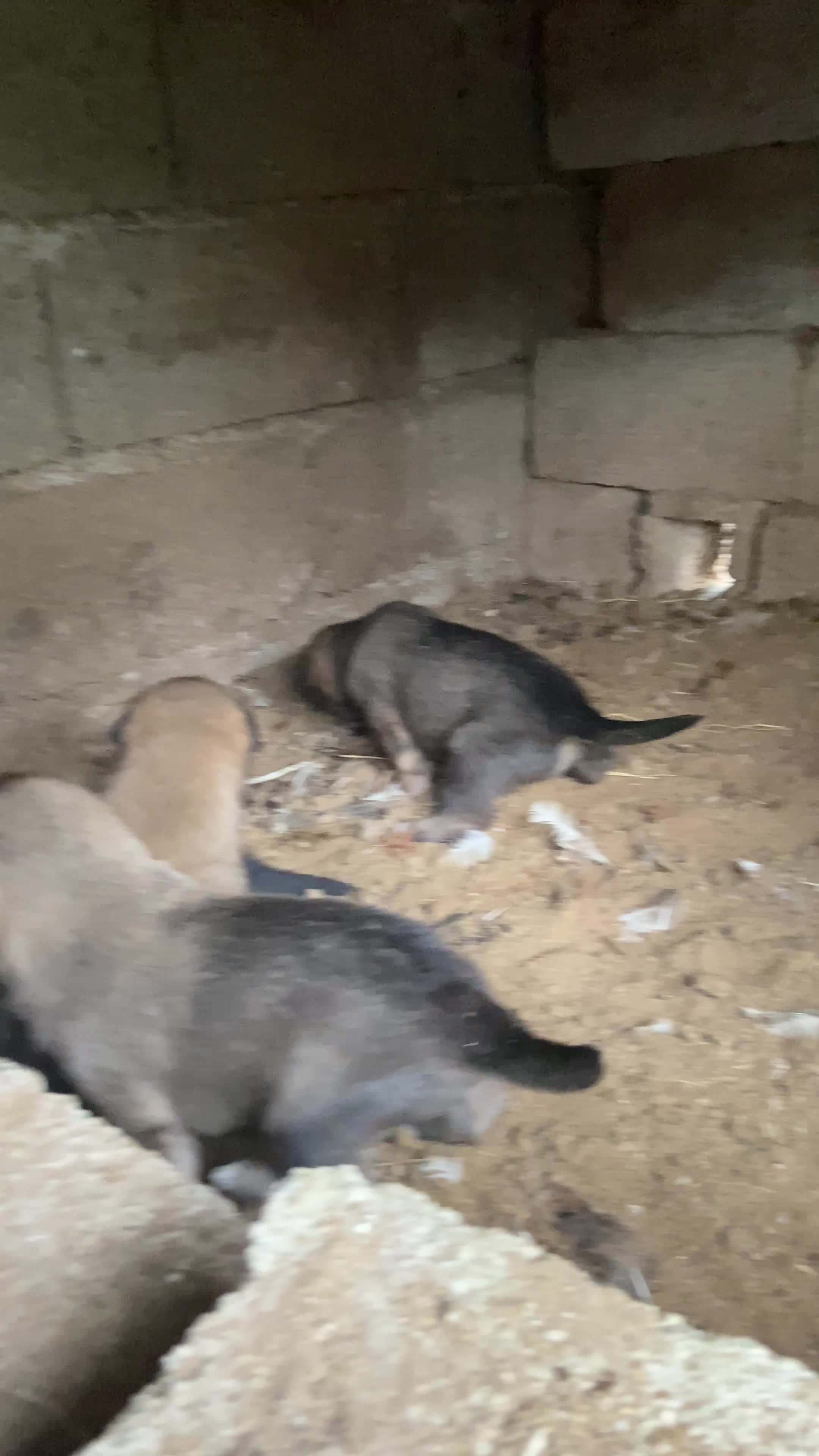 توله سگ|سگ|تالش, طولارود|دیوار