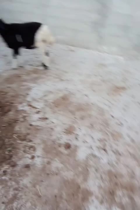 ۶عدد توقلی نر سالم خوشخوراک|حیوانات مزرعه|بندر ترکمن, |دیوار