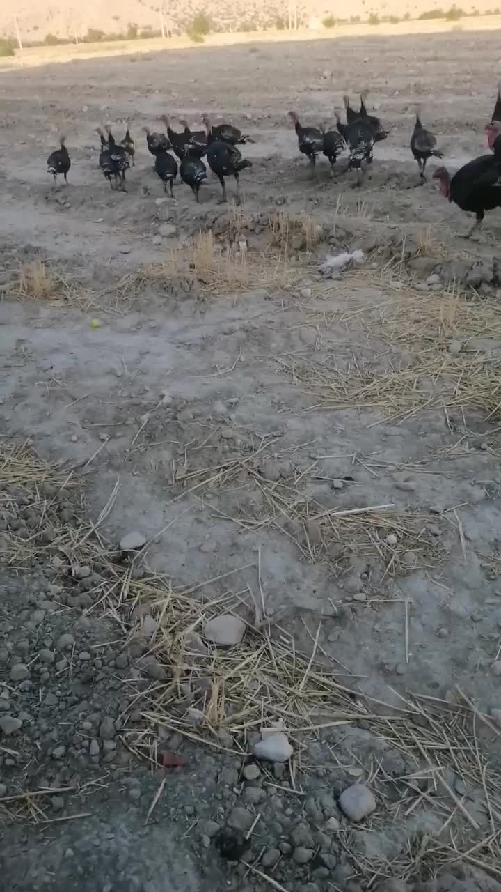 بوقلمون|حیوانات مزرعه|رستم, |دیوار