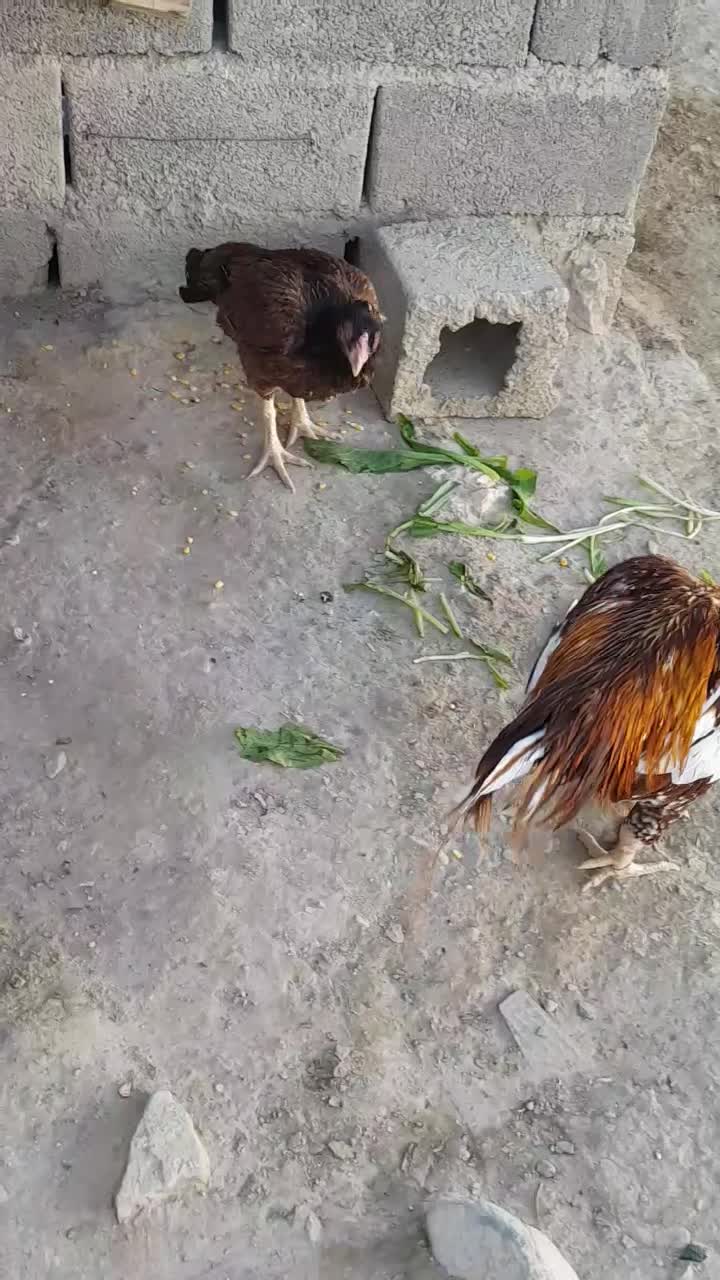 معاویز دارم فروشی هم هست|حیوانات مزرعه|سراوان, |دیوار