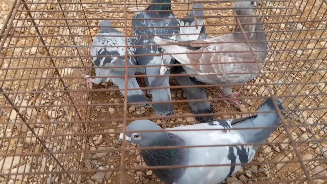 کبوتر آلمانی قلدور|پرنده|گرمه, |دیوار