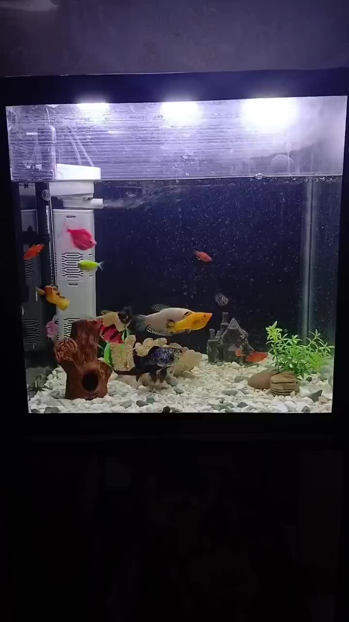 آکواریوم|ماهی|سبزوار, توحیدشهر|دیوار