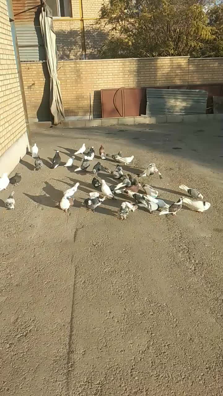 کفتر|پرنده|اشتهارد, |دیوار