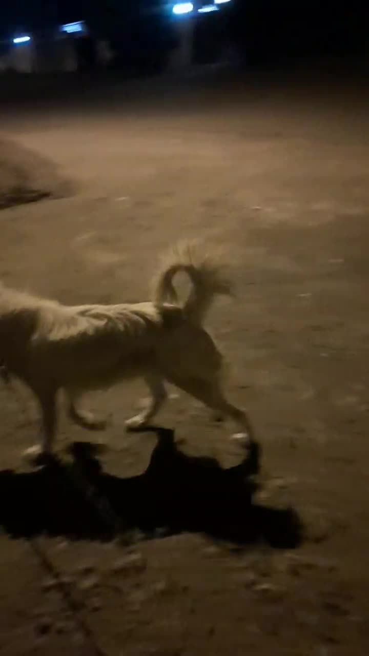 سگ اشپیتز تریر|سگ|بم, |دیوار