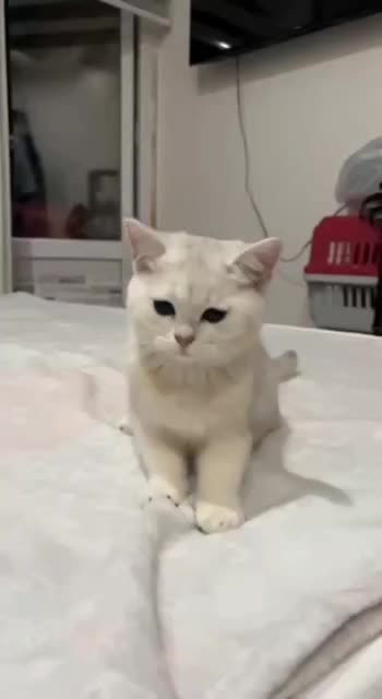 گربه بریتیش سیلور خالص (پت شاپ نیستم)|گربه|تهران, پونک|دیوار