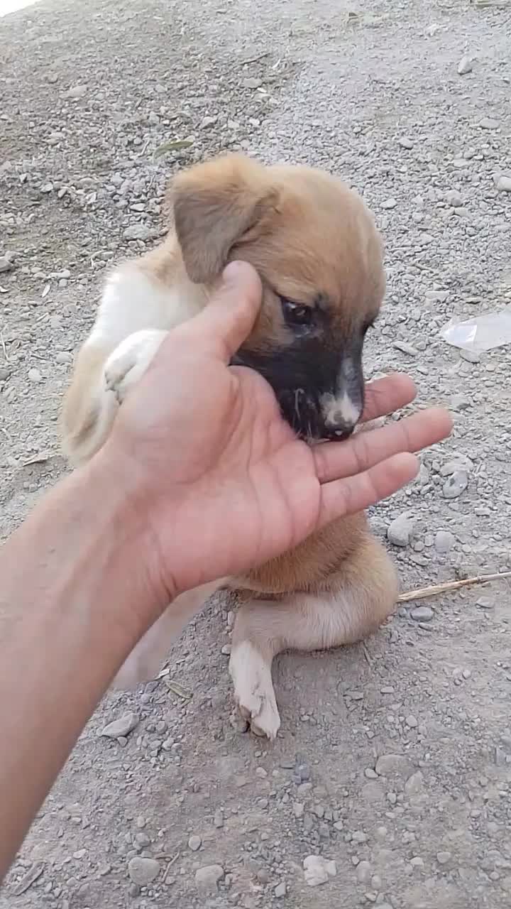 سگ نر|سگ|ایرانشهر, |دیوار