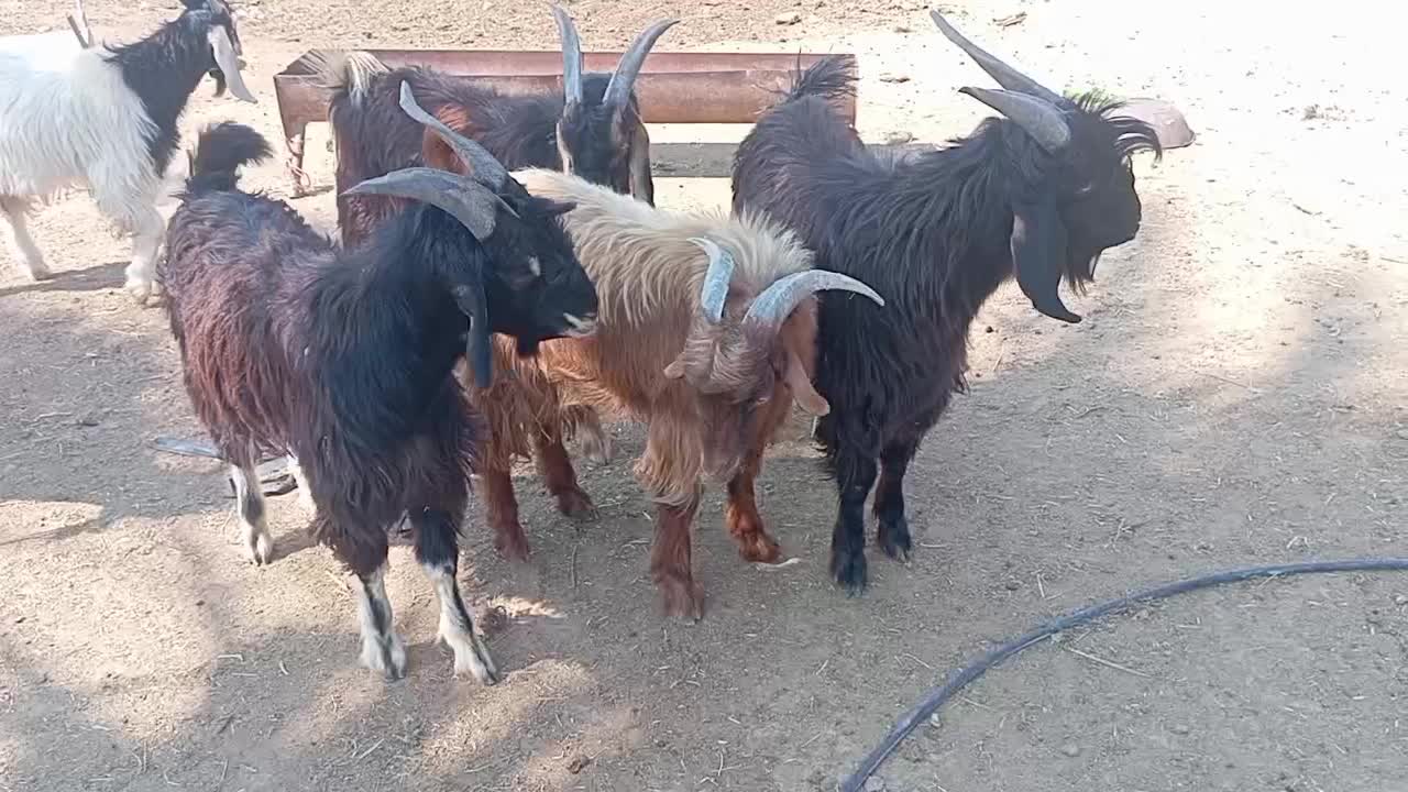 کهره درجه یک|حیوانات مزرعه|جهرم, |دیوار