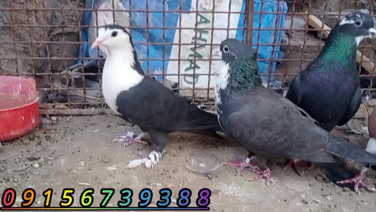 فروشی|پرنده|خاش, |دیوار