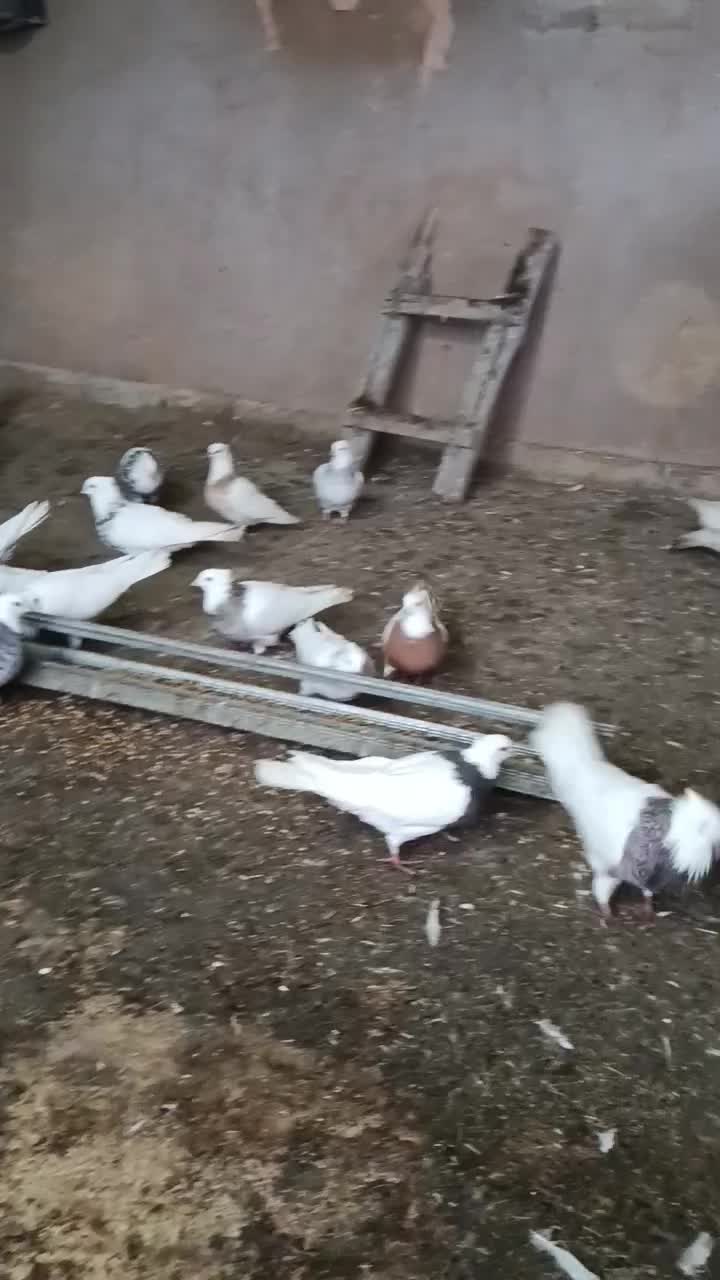 کبوتر جفتی2میلیون|پرنده|مریوان, |دیوار