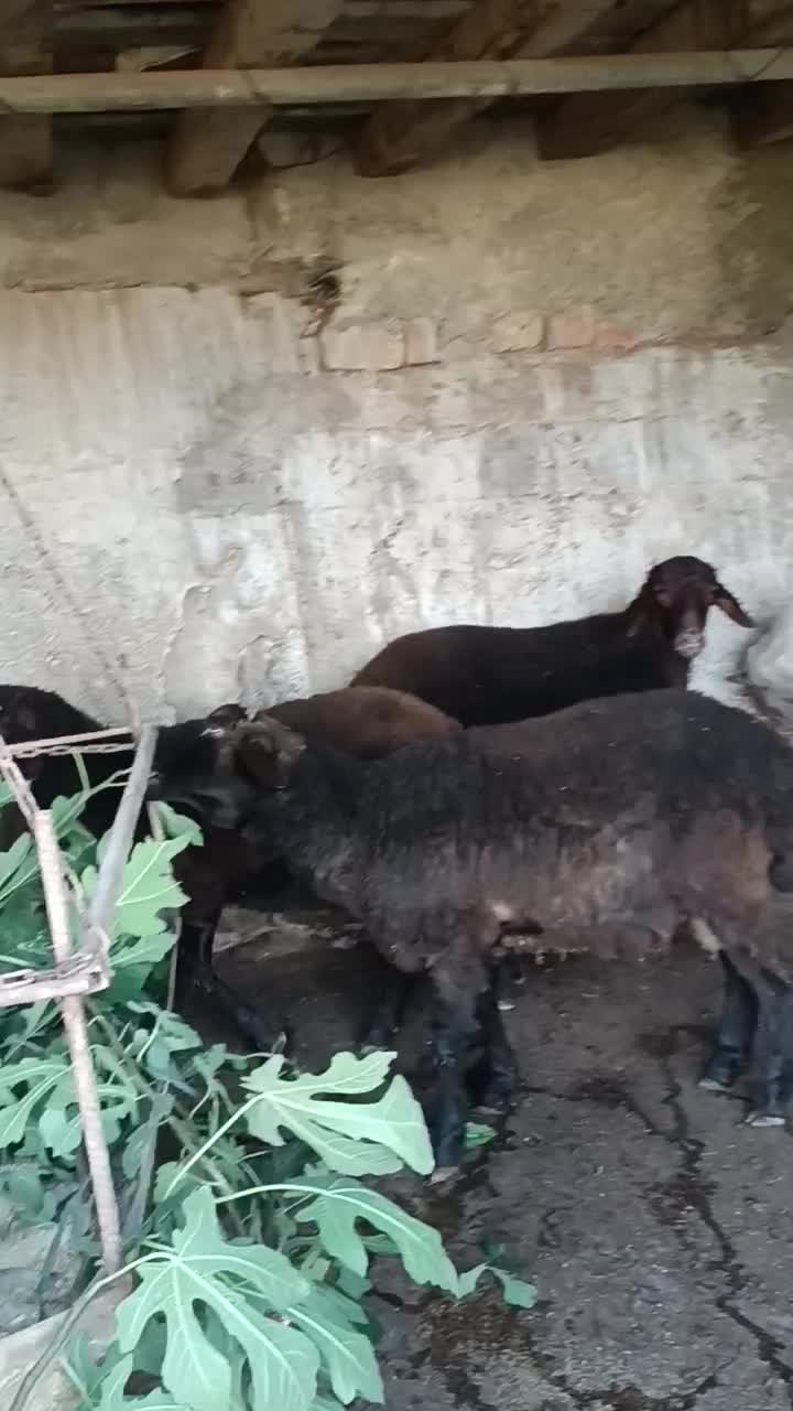 بره نر درجه یک|حیوانات مزرعه|گلوگاه, |دیوار