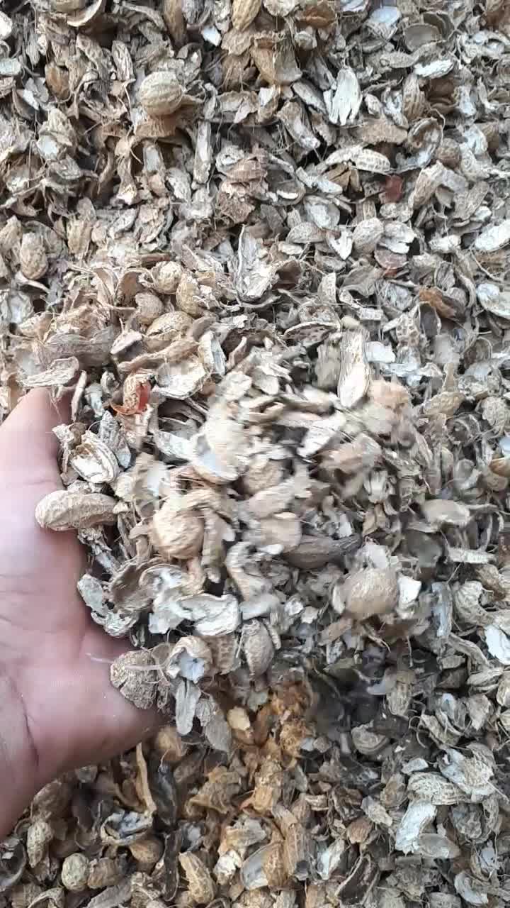 پوست بادام زمینی خشک درجه 1 و تولید روز|خدمات باغبانی و درختکاری|آستانه اشرفیه, |دیوار