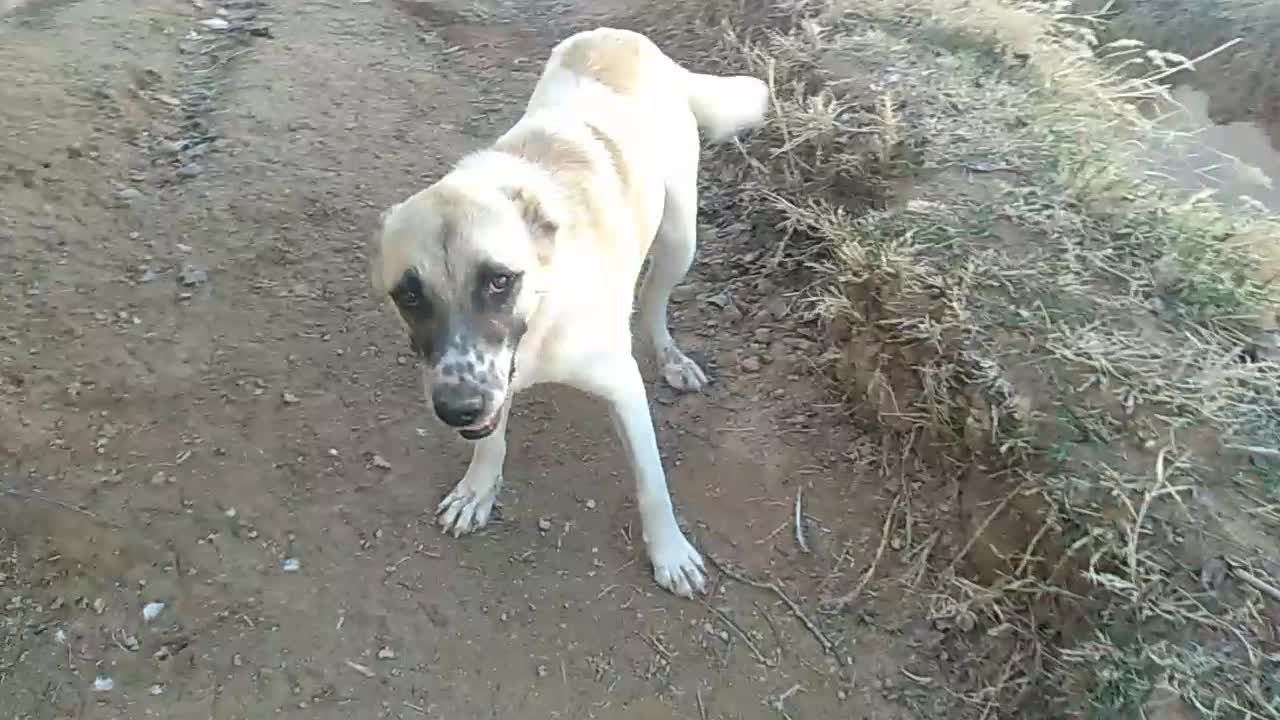 سگ گوجی|سگ|اسفراین, |دیوار