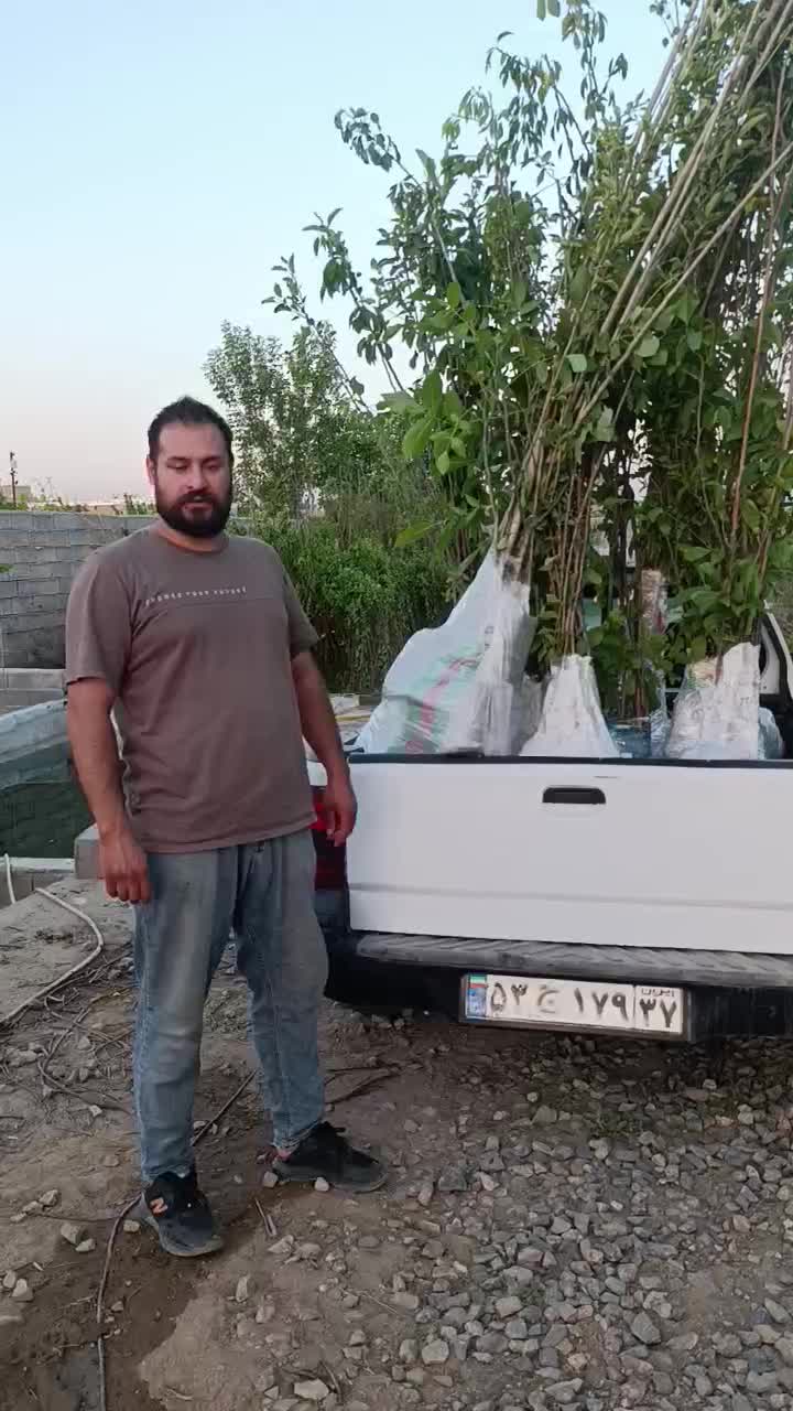نهال های پربارده کاشت چهار فصل خرمالو گلدونی|خدمات باغبانی و درختکاری|تهران, اقدسیه|دیوار