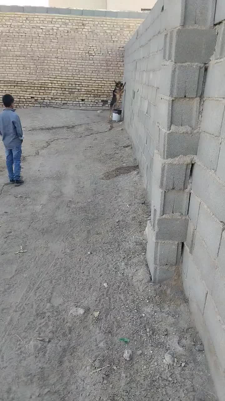 واگذاری ژرمن|سگ|رفسنجان, |دیوار