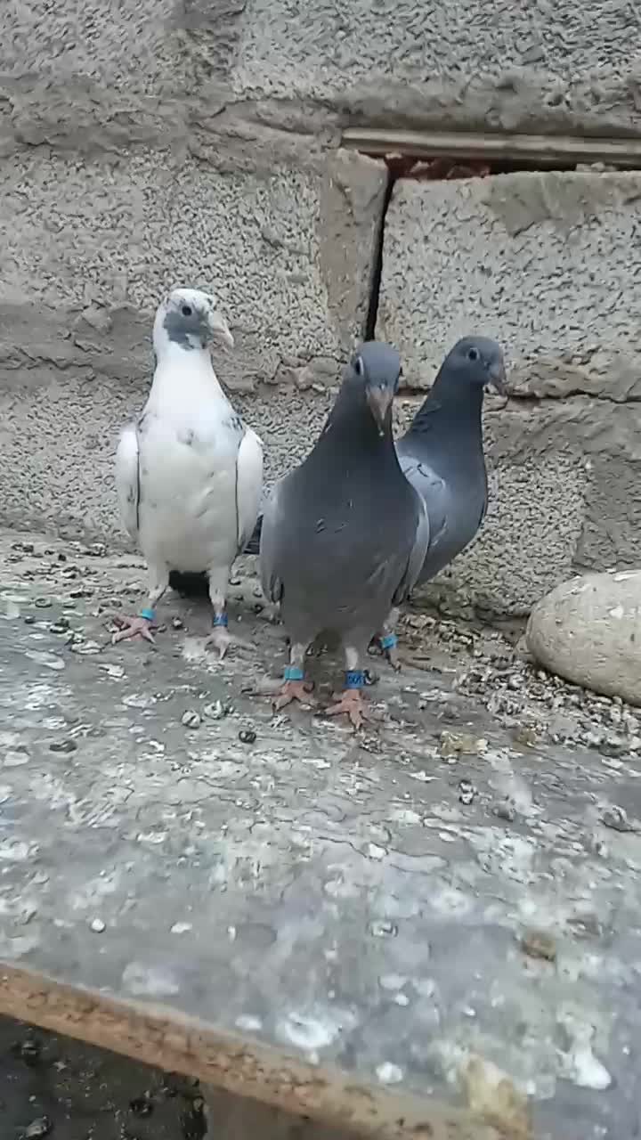 جوجه پلاکی مسافتی|پرنده|حمیدیه, |دیوار