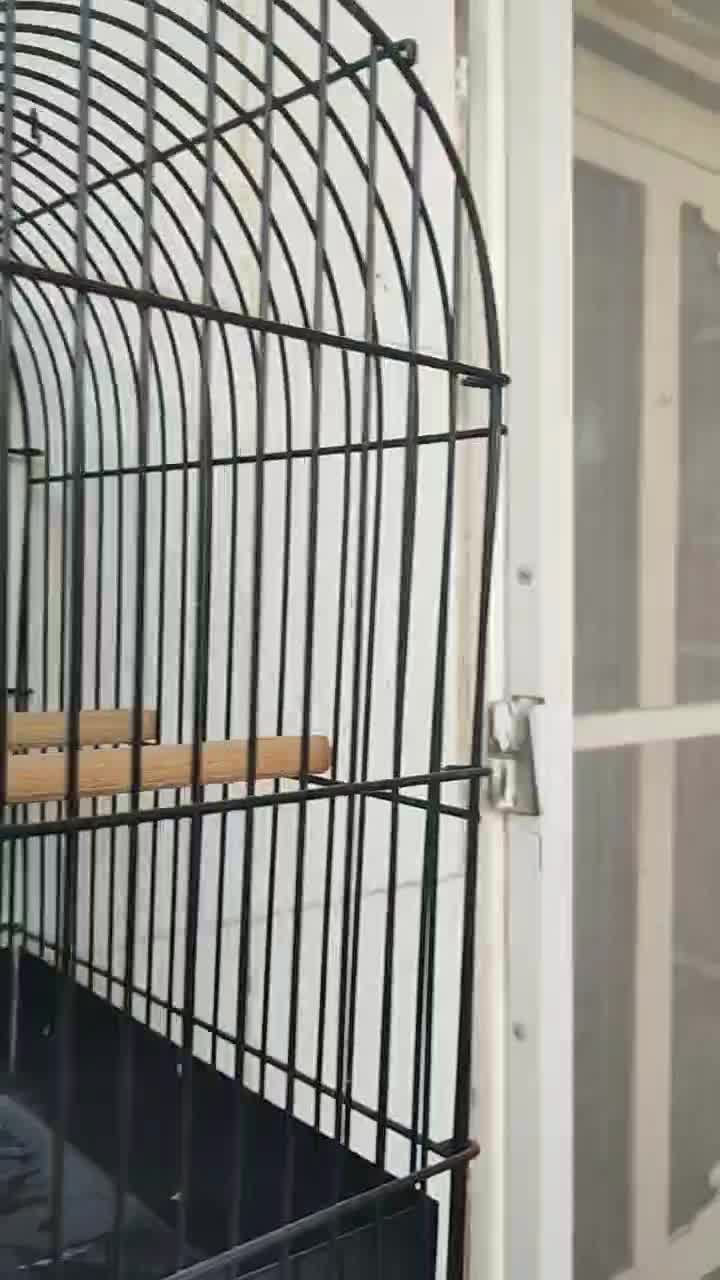 جیبوس جیبر سرخ نر کلکسیونی|پرنده|شیراز, پودنک|دیوار