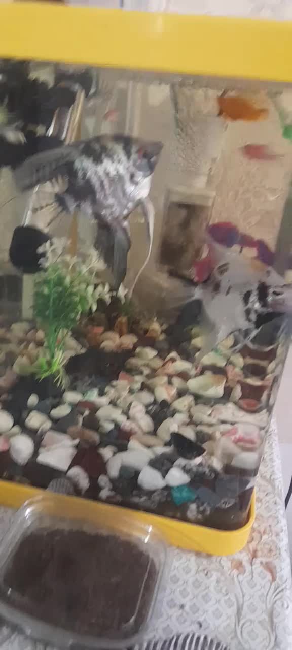 آکواریم معاوز با پرنده|ماهی|قم, شهرک فاطمیه|دیوار