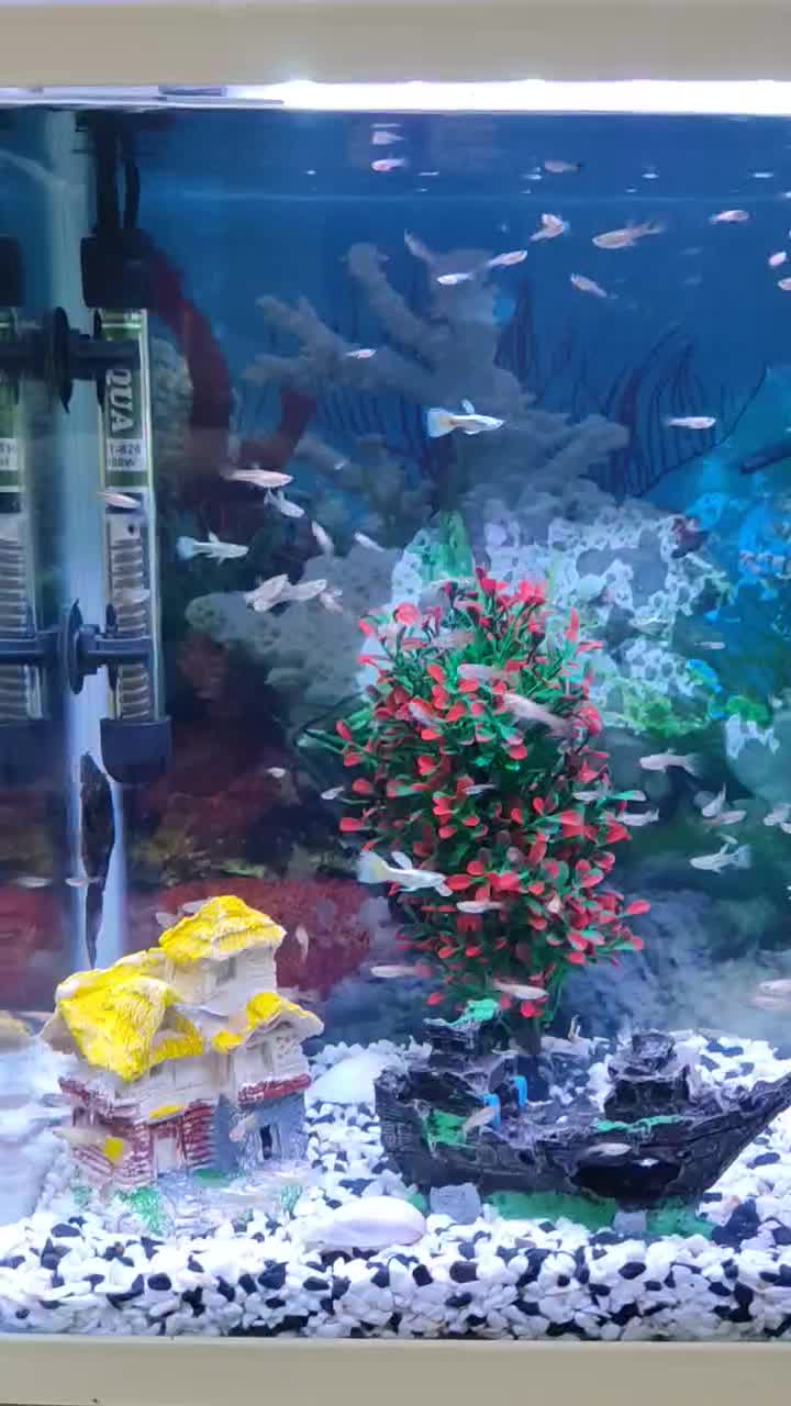 آکواریوم|ماهی|همدان, |دیوار