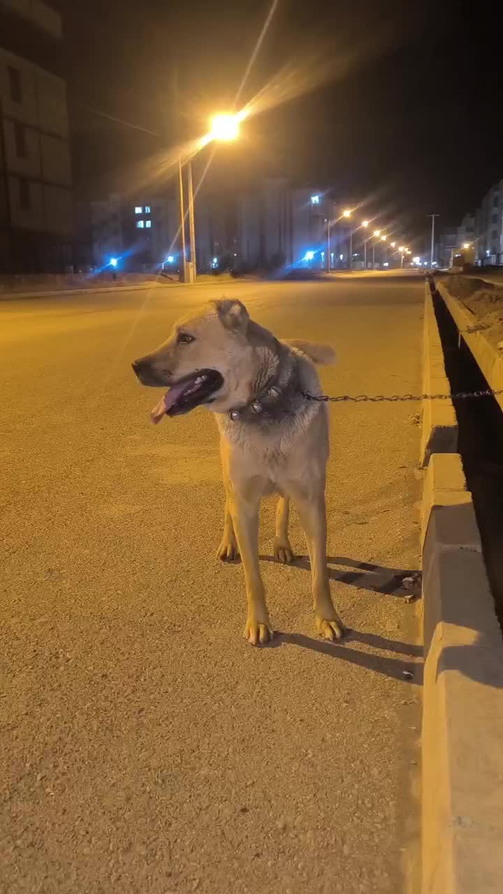 سگ سرابی|سگ|گلبهار, شهر جدید گلبهار|دیوار