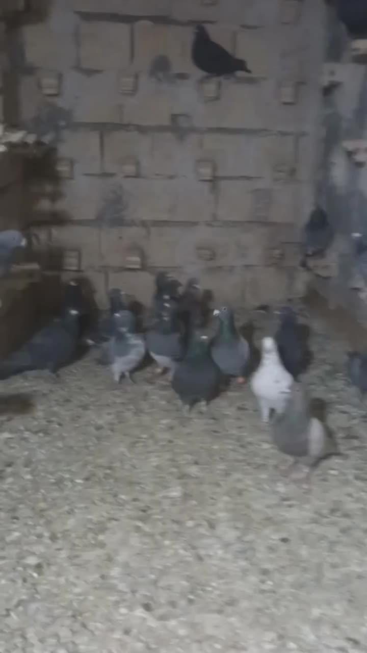 کفترالمانی|پرنده|مشهد, رده|دیوار