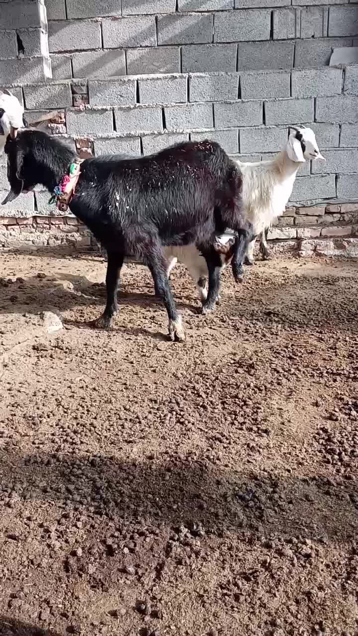 بزچهارشکم دقلوزادورگ پاکستانی|حیوانات مزرعه|گمیشان, |دیوار