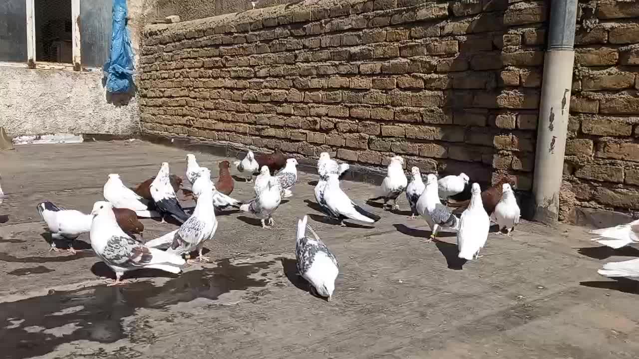 چند عدد کبوتر لرستانی|پرنده|تهران, استخر|دیوار