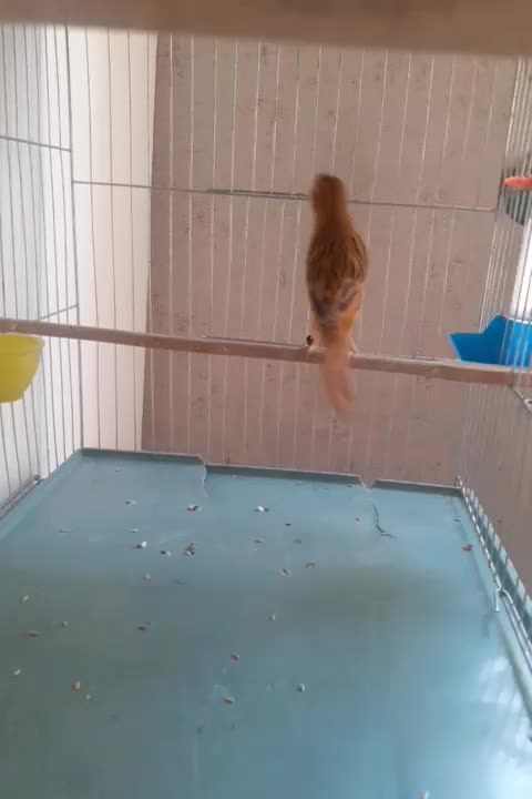 قناری ماده  سوخته دارچینی اماده  و کاملا سلامت|پرنده|تهران, نصرت|دیوار