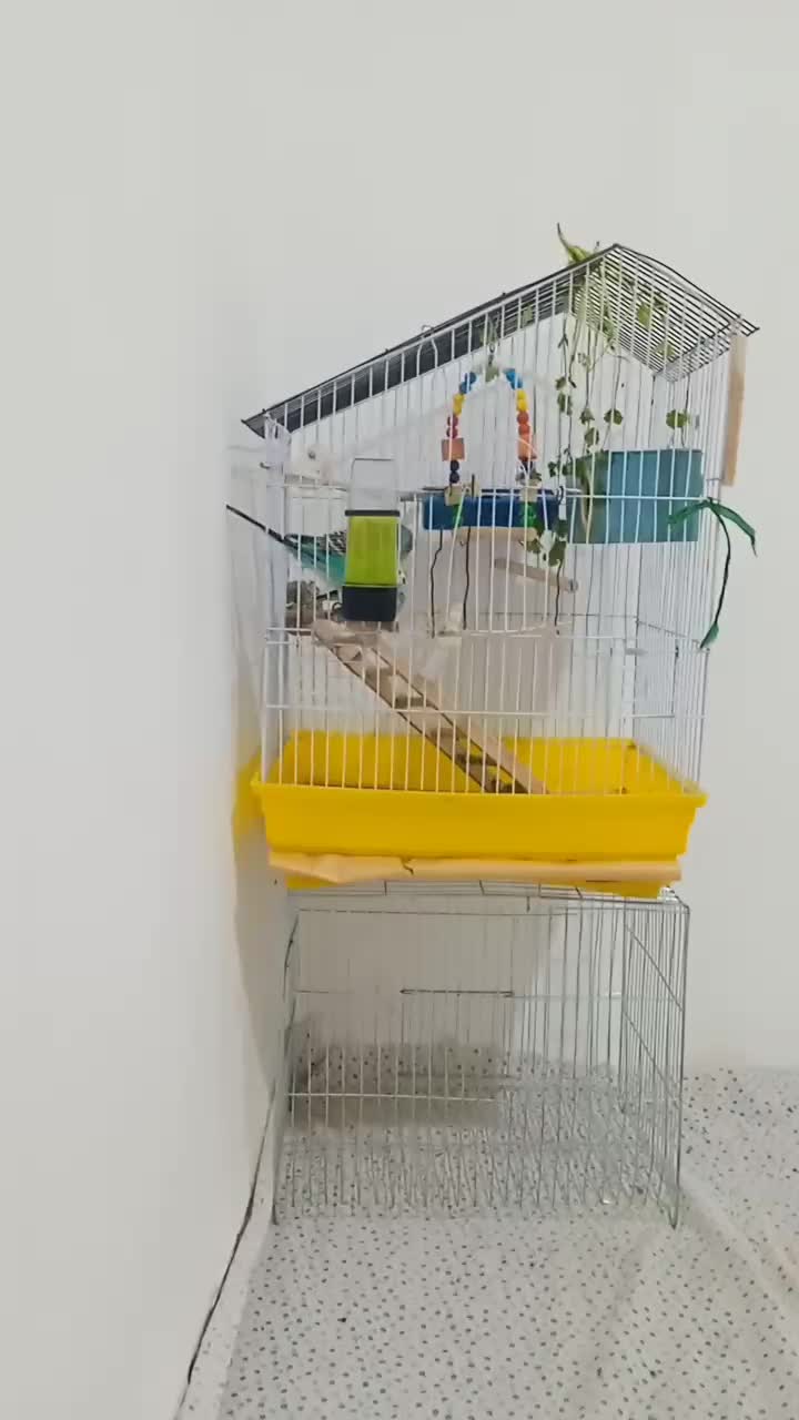 مرغ عشق تخمگذار|پرنده|خلیفان, |دیوار