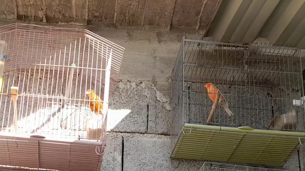 4تا قناری نر مست شلاغی و یه ماده مست ابپخش|پرنده|بوشهر, |دیوار