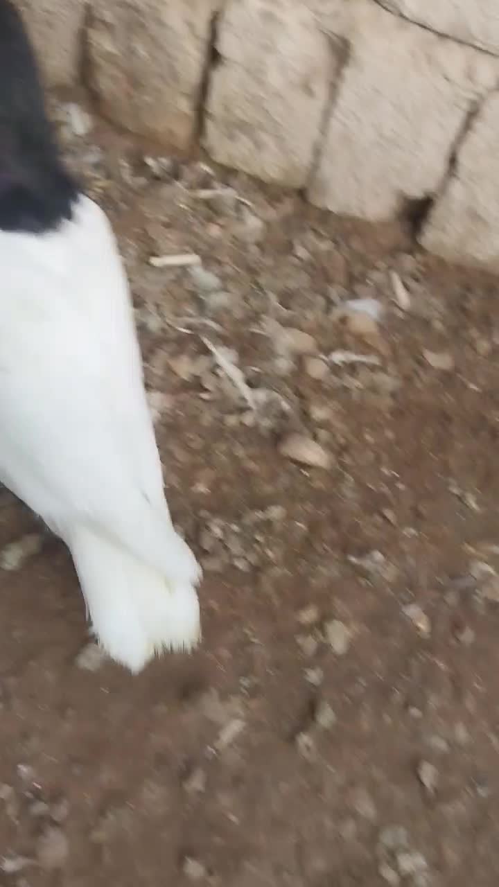 مغلف|پرنده|اسفرورین, |دیوار