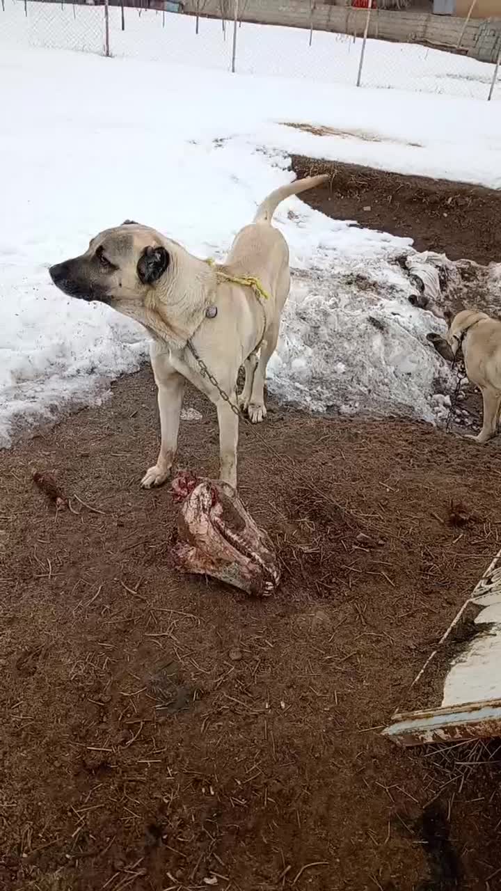 سگ گله ای|سگ|خواجه, |دیوار