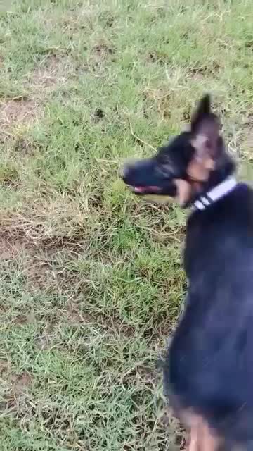 ژرمن شپرد|سگ|لاهیجان, حاجی آباد|دیوار