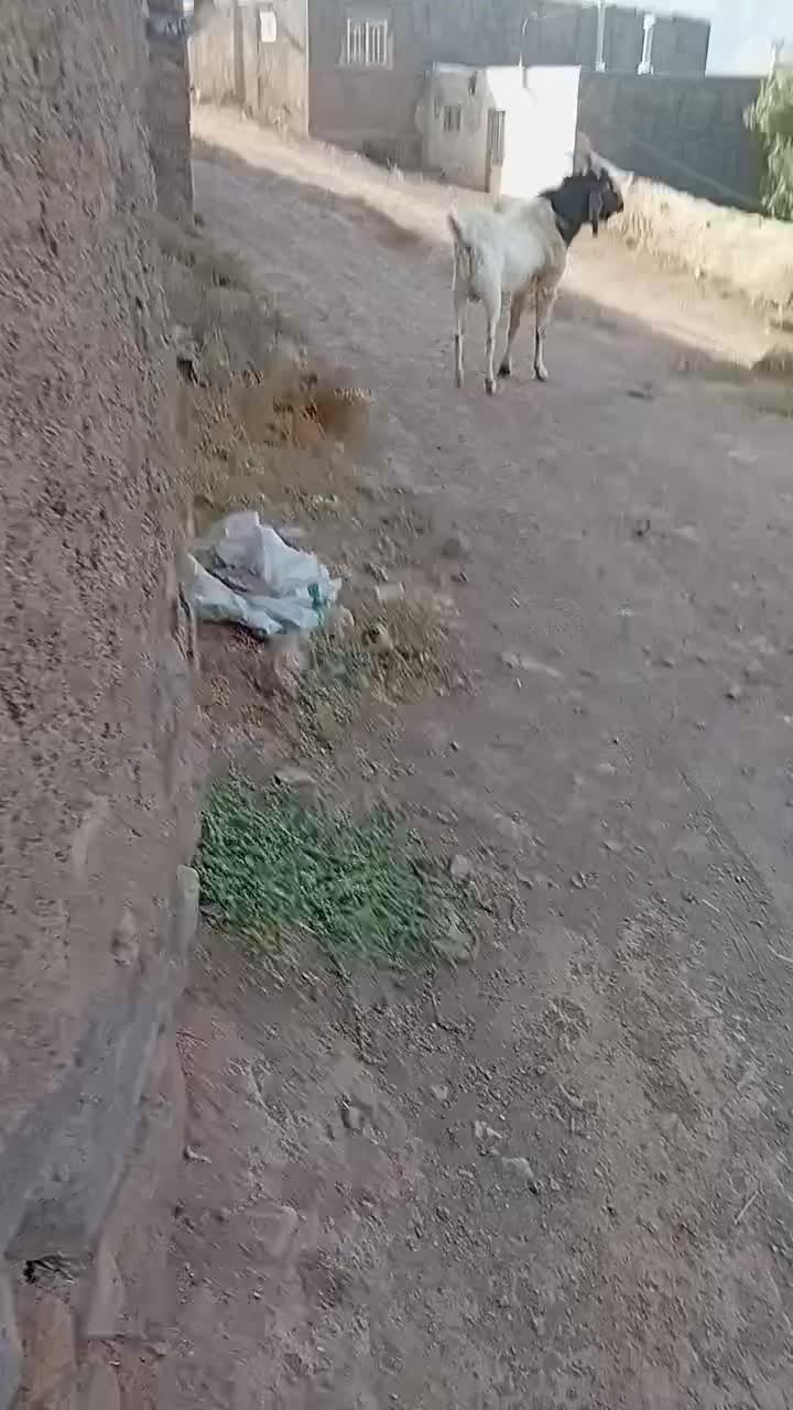 نربز پاکستانی|حیوانات مزرعه|تربتحیدریه, آبشار|دیوار