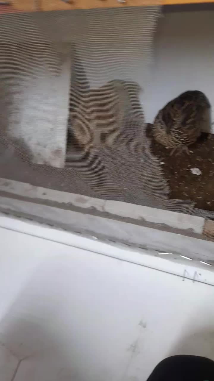 بلدرچین گوشتی تخم گذاز به شرط|پرنده|آستارا, |دیوار