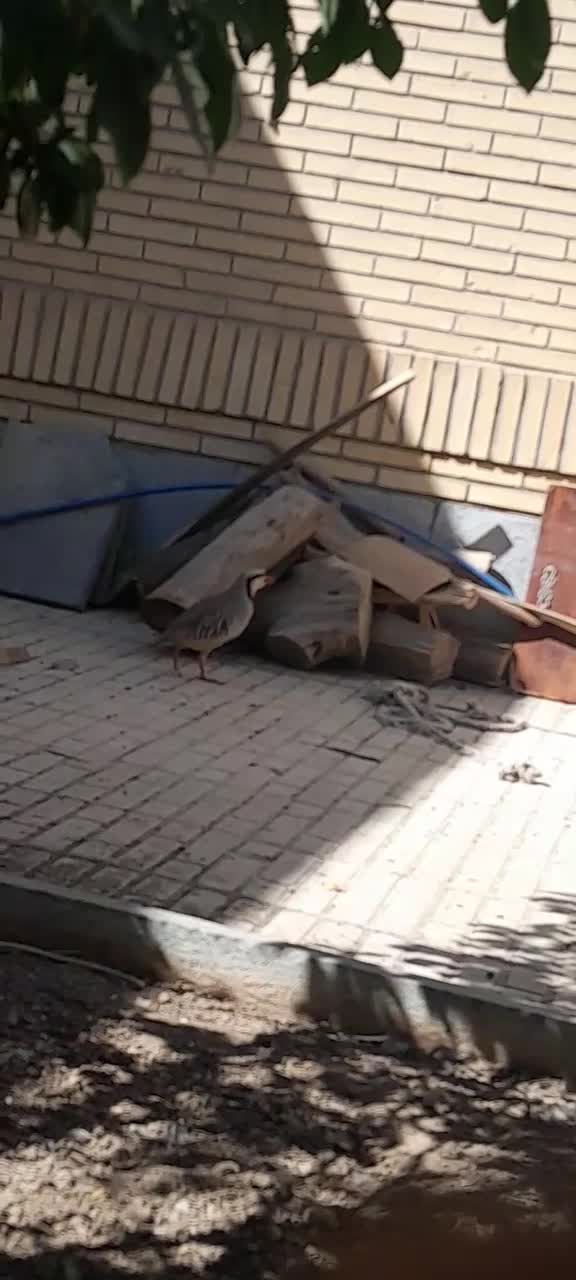 بلدرچین کوهی|حیوانات مزرعه|آباده, |دیوار