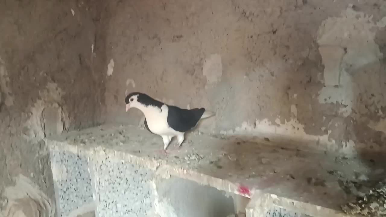 ساده|پرنده|زابل, |دیوار