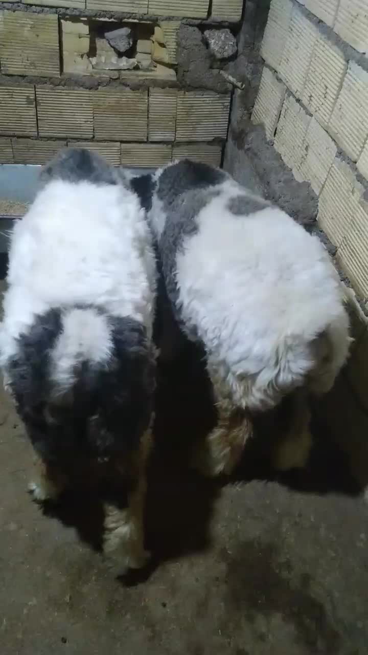 دوتا بره ماده ذات دار هیکلی درشت|حیوانات مزرعه|مسجد سلیمان, |دیوار