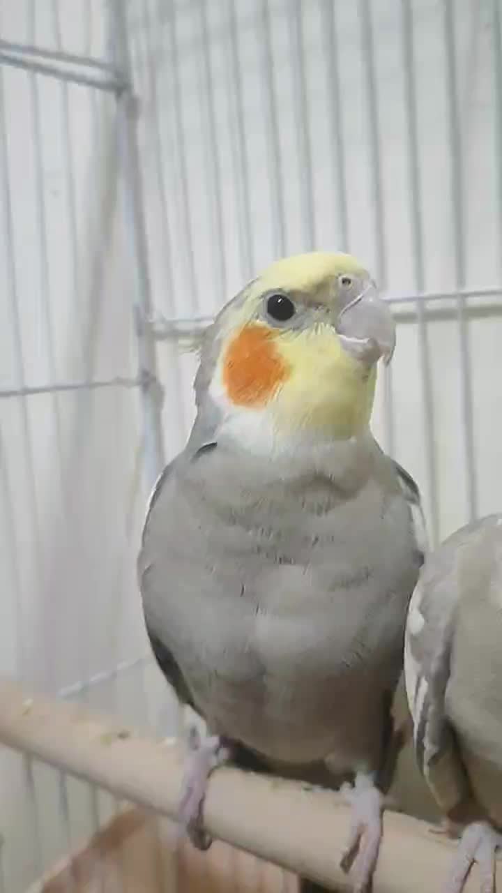 عروس هلندی سخنگو|پرنده|کلاچای, |دیوار