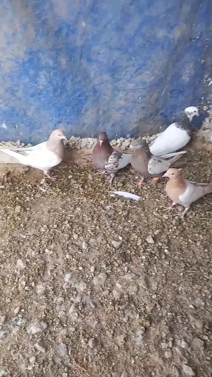 کفتر بهبهانی|پرنده|سیدان, |دیوار