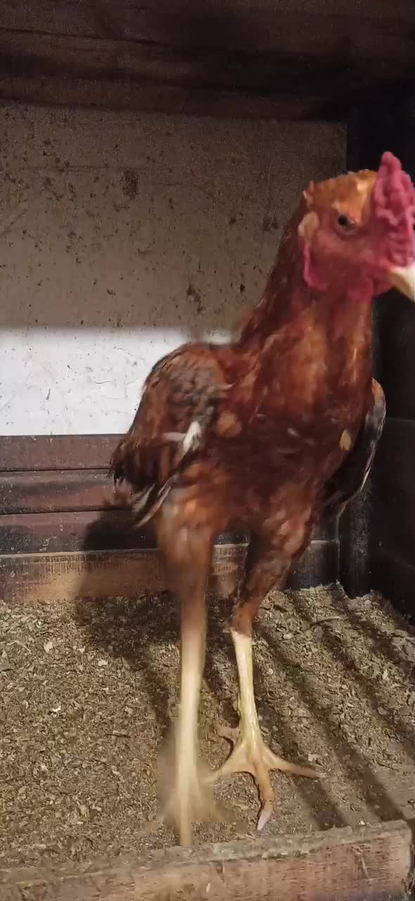 خروس لاری|حیوانات مزرعه|رشت, دیانتی|دیوار