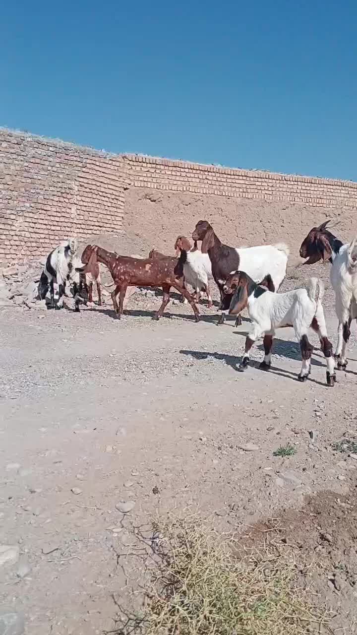 4عدد بز پاکستانی درجه یک|حیوانات مزرعه|کاشمر, |دیوار