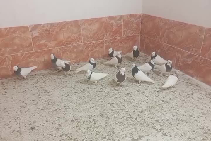 طوقی|پرنده|یزد, |دیوار