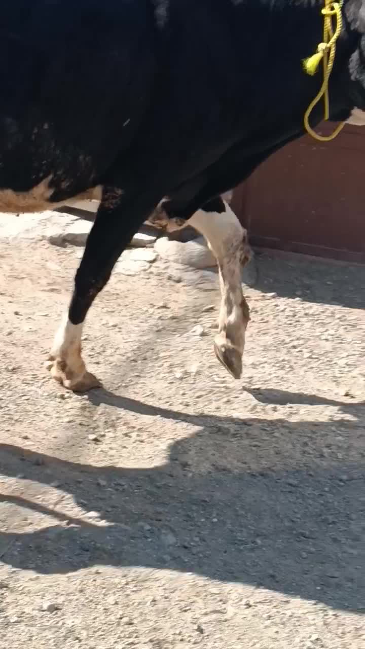 گاو شیری|حیوانات مزرعه|هشترود, |دیوار